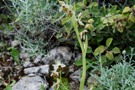 Ophrys levantina